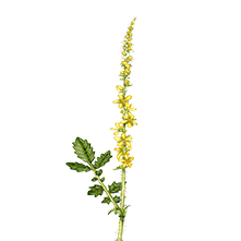 Artemisia Vulgaris