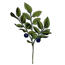 Salvia Officinalis