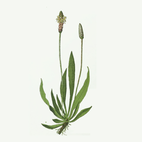 arquebusade herbs 05 plantago lanceolata