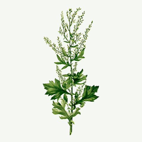 arquebusade herbs 06 artemisia vulgaris