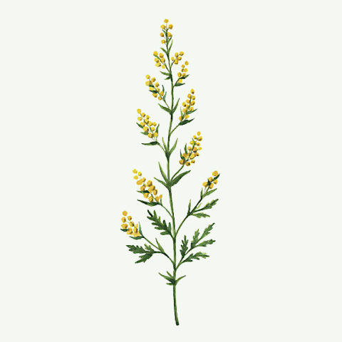 arquebusade herbs 08 artemisia absinthium