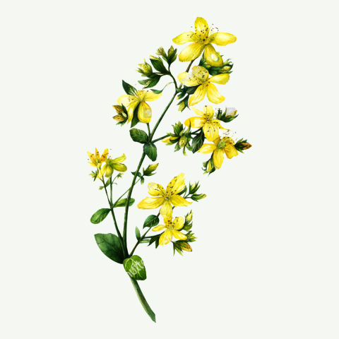 arquebusade herbs 10 hypericum perforatum