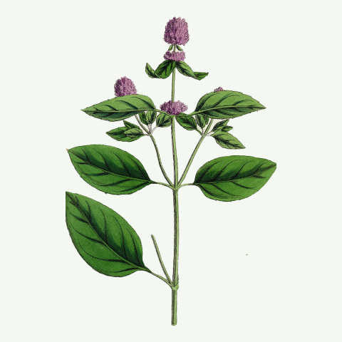 arquebusade herbs 12 mentha piperita