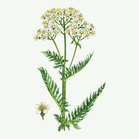 arquebusade herbs 14 achillea millefolium